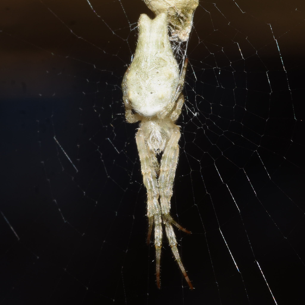 Allocyclosa