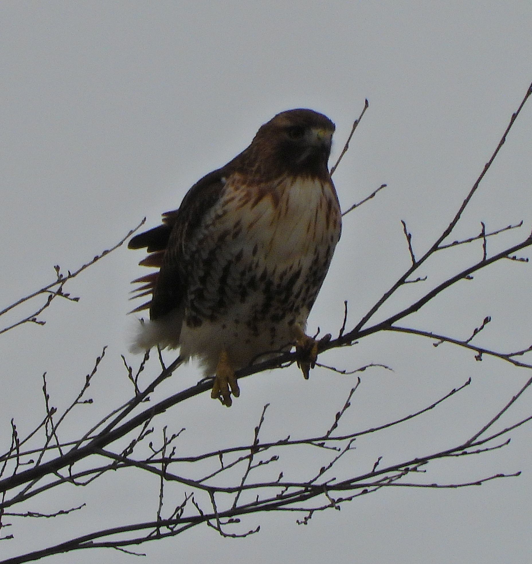 Red-tailed Hawk