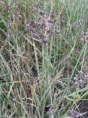 Cyperus nitidus