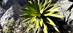 Agave obscura