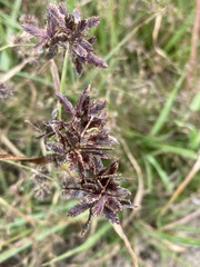 Cyperus nitidus