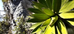 Agave obscura