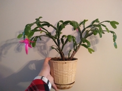 Schlumbergera buckleyi