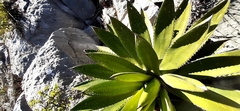 Agave obscura