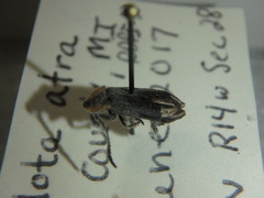 Lucidota atra