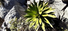 Agave obscura