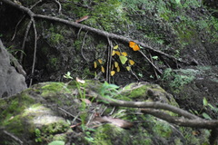Pyrisitia dina