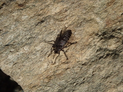 Lasiopogon