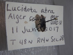 Lucidota atra