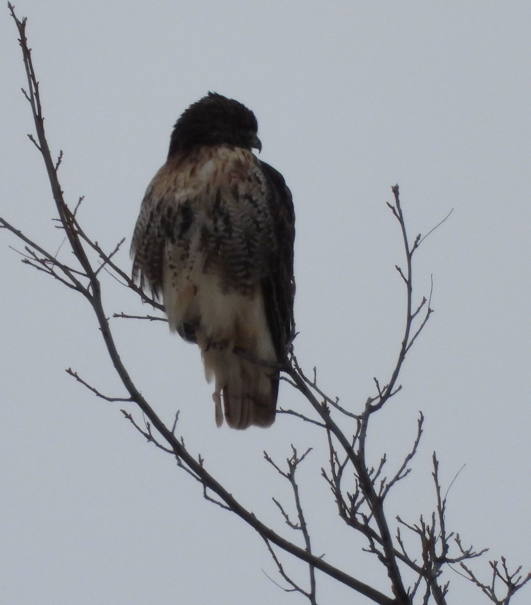 Red-tailed Hawk