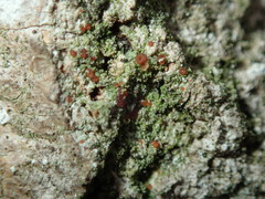 Bacidia rubella