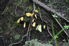 Pyrisitia dina