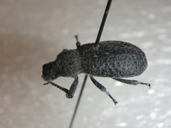 Iphthiminus opacus
