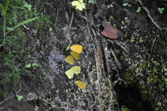 Pyrisitia dina