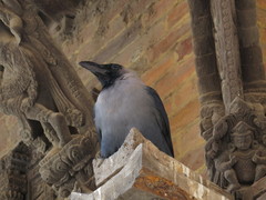 Corvus splendens
