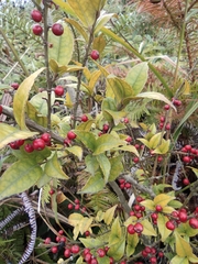Ilex pubescens