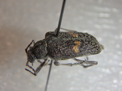 Sachalinobia rugipennis
