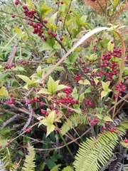 Ilex pubescens