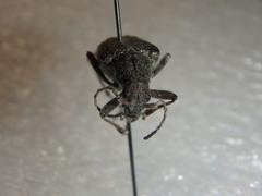 Sachalinobia rugipennis