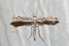 Hellinsia inquinatus