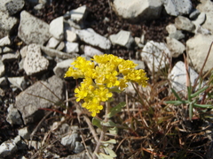 Odontarrhena tortuosa