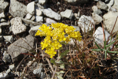 Odontarrhena tortuosa