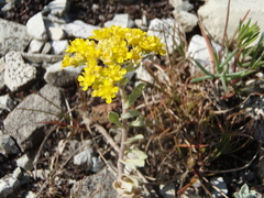 Odontarrhena tortuosa