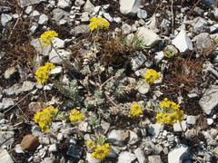 Odontarrhena tortuosa