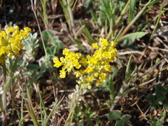 Odontarrhena tortuosa