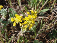 Odontarrhena tortuosa