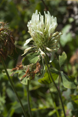 Trifolium canescens