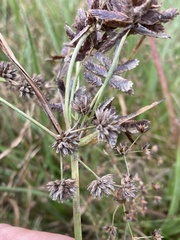 Cyperus nitidus