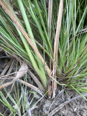 Cyperus nitidus