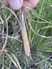 Cyperus nitidus