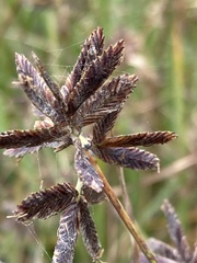 Cyperus nitidus