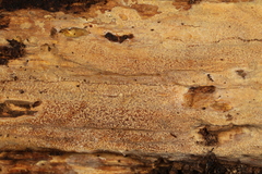 Crustodontia chrysocreas