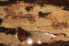 Crustodontia chrysocreas