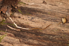 Psathyrella amarescens