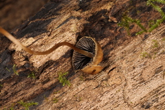 Psathyrella amarescens