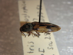 Stropenron hieroglyphica