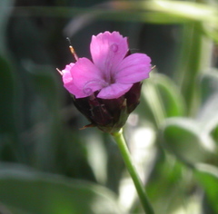 Dianthus pontederae