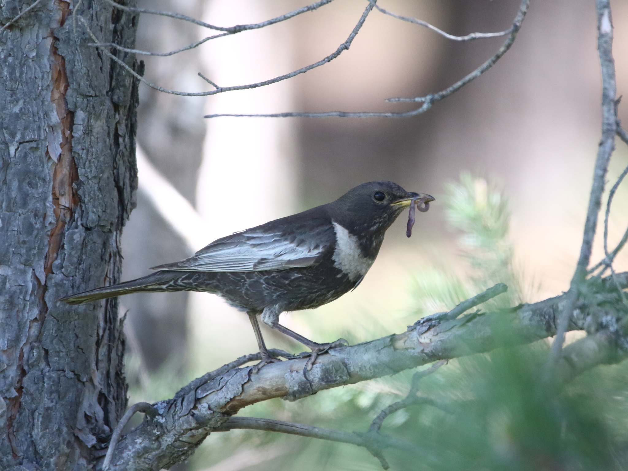 Ring Ouzel (Turdus torquatus)