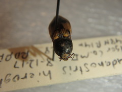 Stropenron hieroglyphica