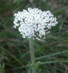Achillea pannonica