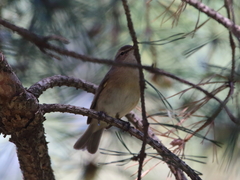 Phylloscopus sindianus