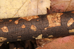 Diatrype decorticata