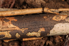 Diatrype decorticata