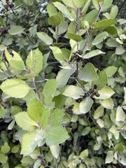 Rhus integrifolia