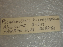 Stropenron hieroglyphica