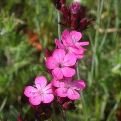 Dianthus pontederae